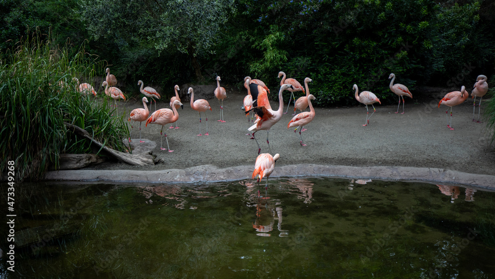 Obraz premium Pink flamingo portrait in Seattle zoo.