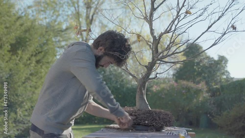 Bearded man working on beech bonsai, roots pruning close shot using metal object knob cutter, early spring sunny day home garden maintenance, still shot