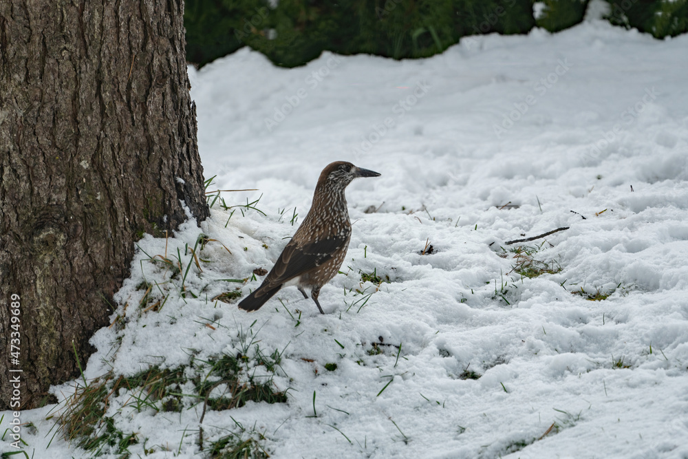 A nutcracker, nucifraga caryocatactes, is looking for food at a winter day. He looks for seeds from the stone pine.