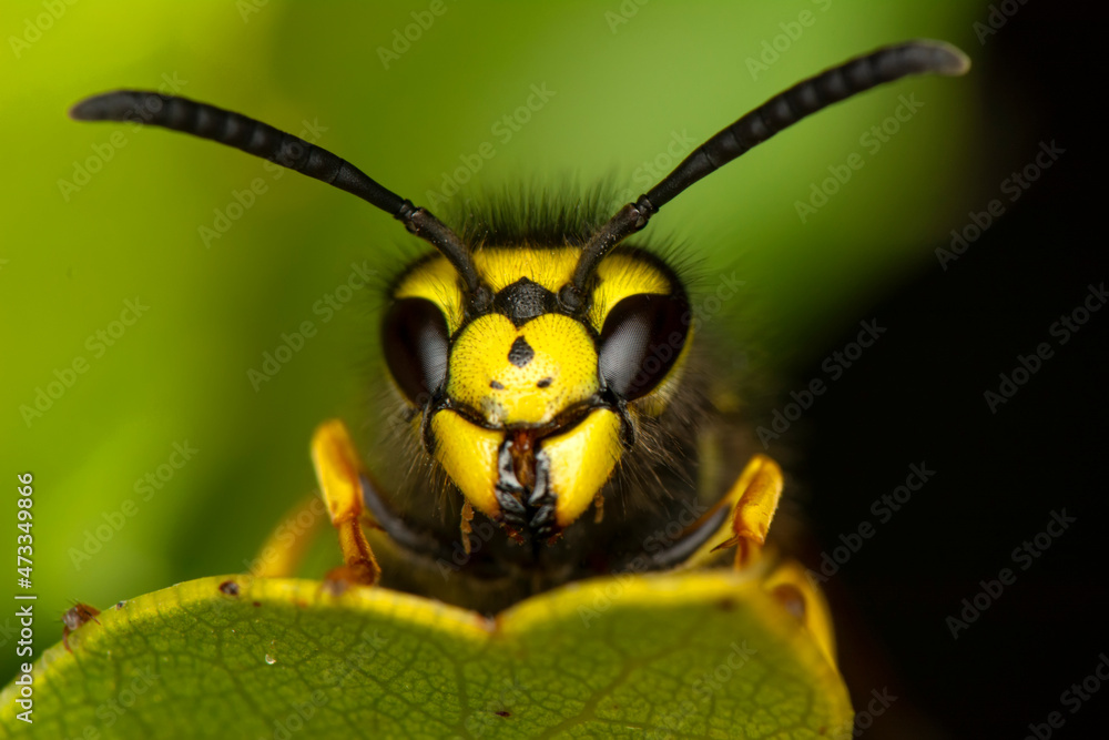 Beautiful Median wasp (Dolichovespula) portrait Beautiful Median wasp (Dolichovespula) portrait