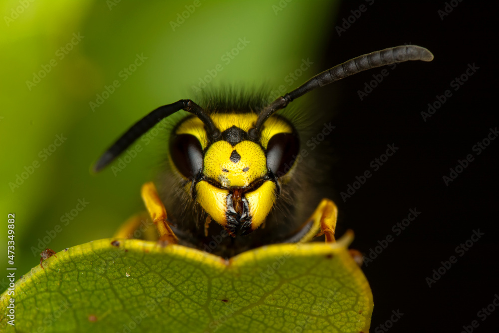 Beautiful Median wasp (Dolichovespula) portrait Beautiful Median wasp (Dolichovespula) portrait