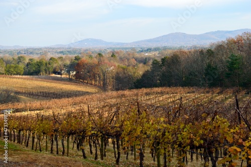 Vineyard in the Autumn season background Dahlonega  Georgia.