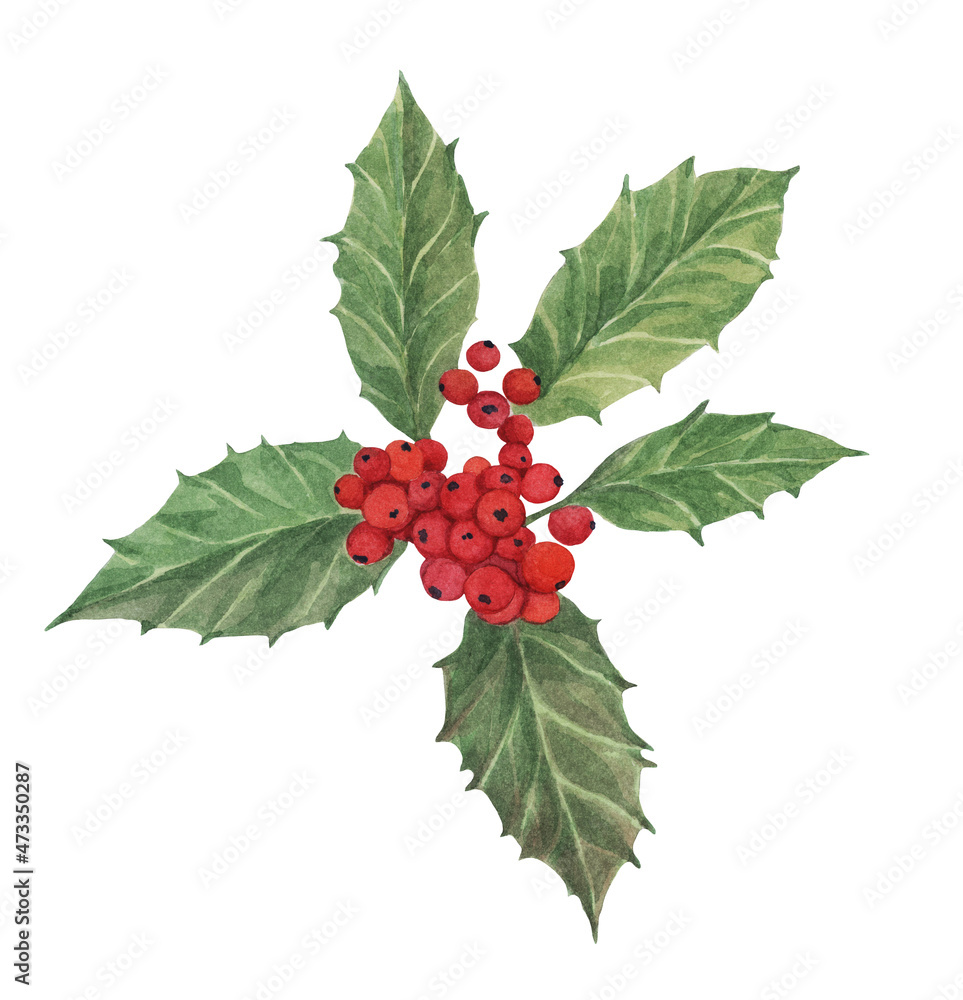 A holly branch on a white background. watercolor drawing. A holly branch on a white background. watercolor drawing.