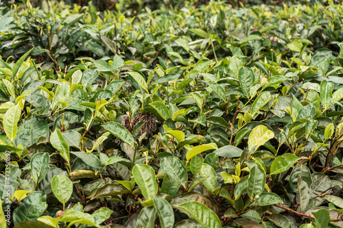 Zbliżenie na krzew herbaty, zielone liście, piękne tło.