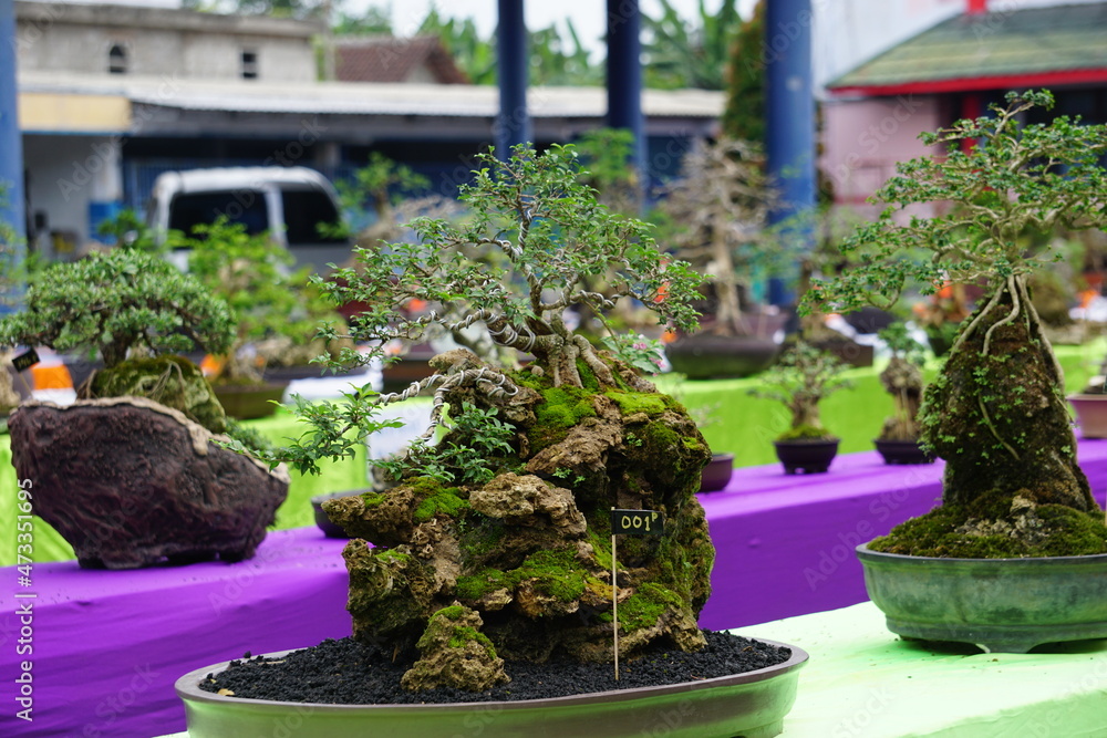 Fototapeta premium The beautiful bonsai with a natural background