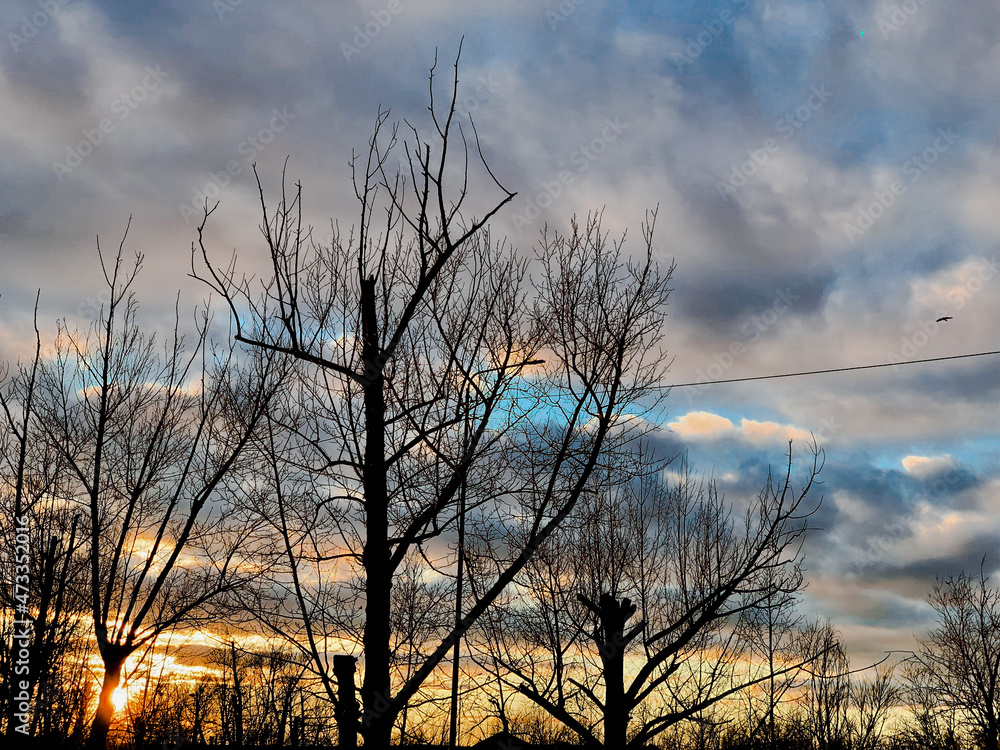 Obraz premium sunset in the forest