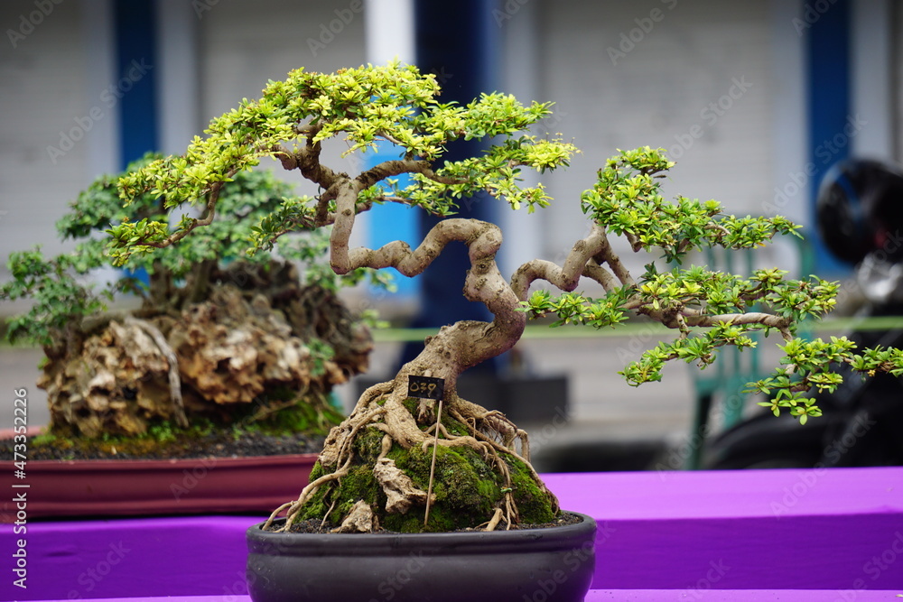 Fotobehang Bonsai The beautiful bonsai with a natural background #473352226