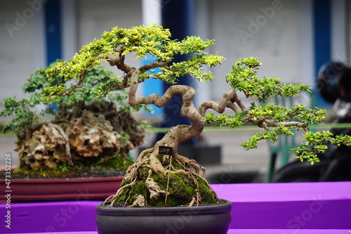 Cuadro en lienzo The beautiful bonsai with a natural background