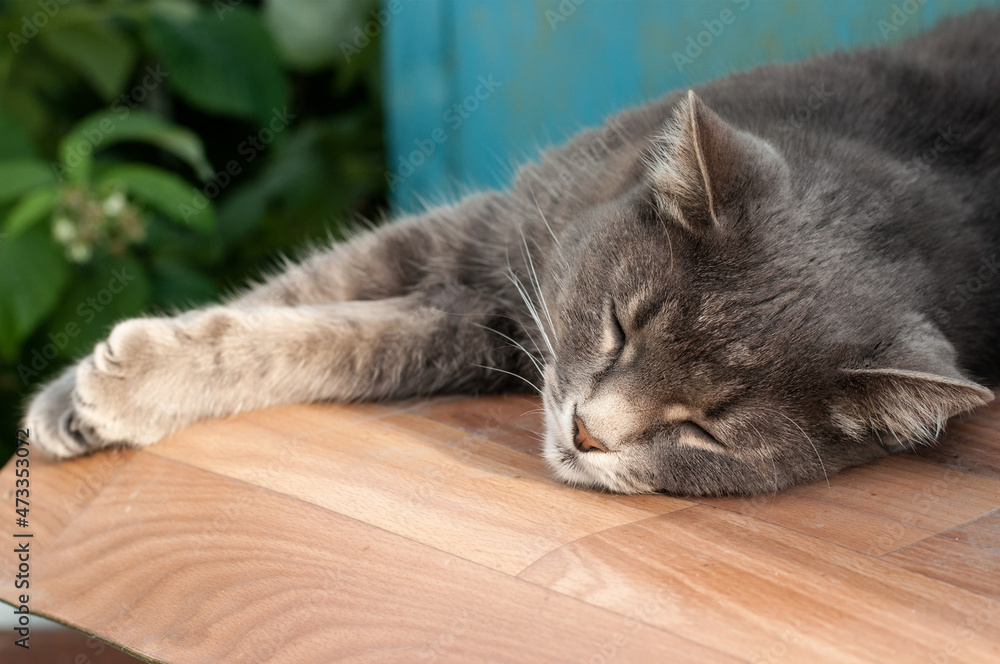 a gray cat sleeps outside with its paws outstretched