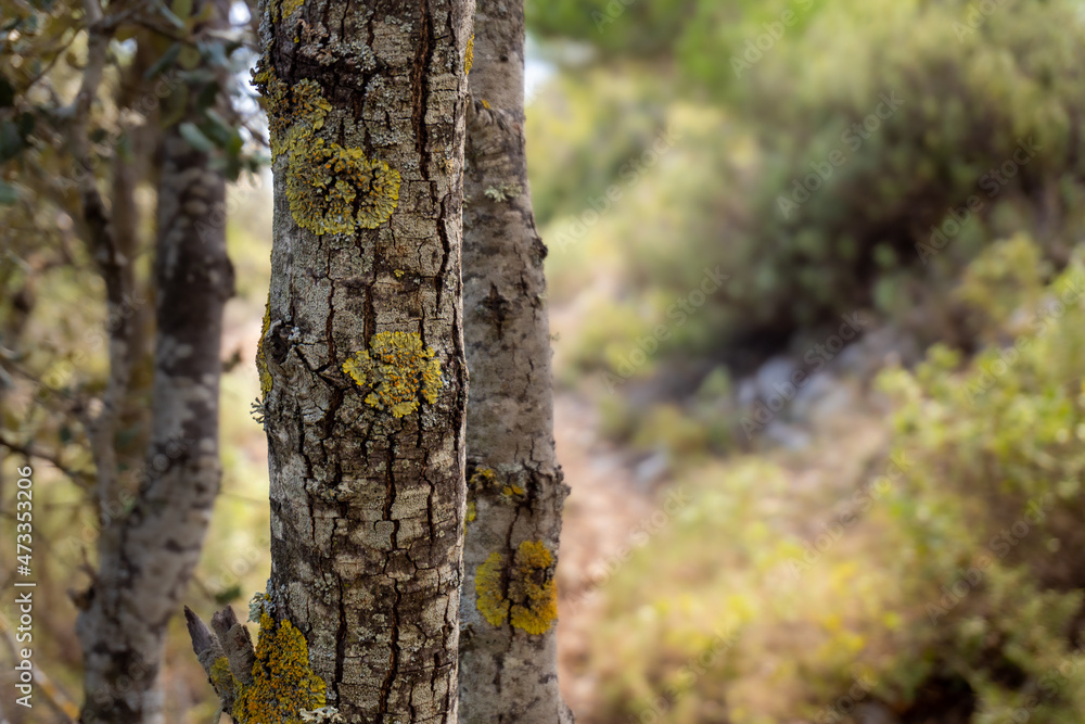 Tree trunk cracked and with a little moss. 