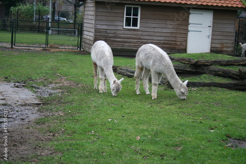 alpaca eating