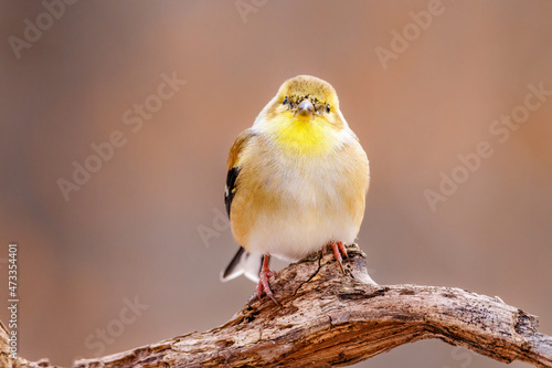 Canvas Print Close up portrait of an American Goldfinch (Spinus tristis) perched on a dead tree limb during late autumn