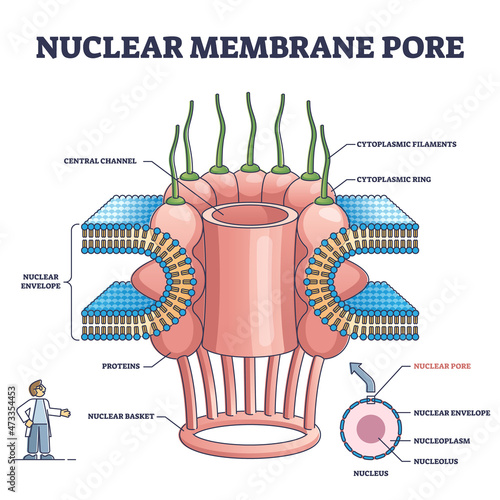 Nuclear membrane pore closeup and isolated detailed structure outline diagram. Labeled educational anatomical description with central channel, envelope, proteins and filaments vector illustration.