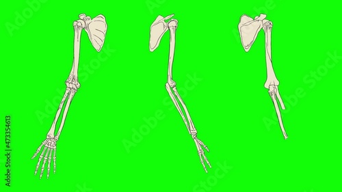 Human upper limb skeleton animation on a green background. Bones of the shoulder, forearm, hand and fingers side view, back view and front view. The humerus is highlighted in yellow.
