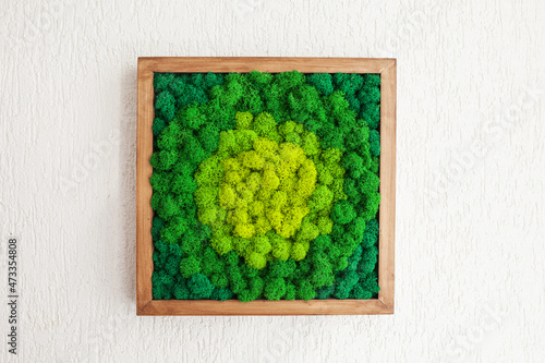 Stabilized multicolored Icelandic moss in the interior. Panel of green moss on the wall. Wall decoration with moss. Green moss texture in wooden frame, backdround