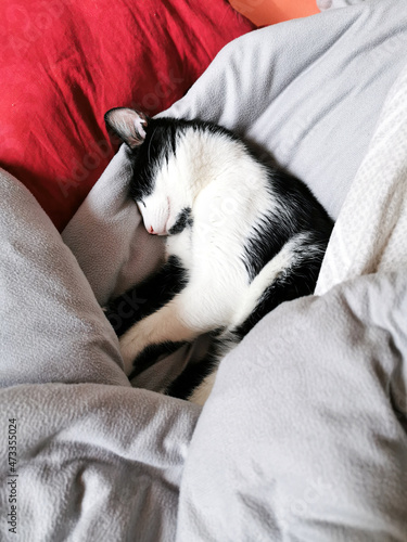 Black and White Cat sleeping in bed
