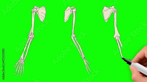 Human upper limb skeleton is hand drawn on a green background. Bones of the shoulder, forearm, hand and fingers side view, back view and front view. The humerus is highlighted in yellow.