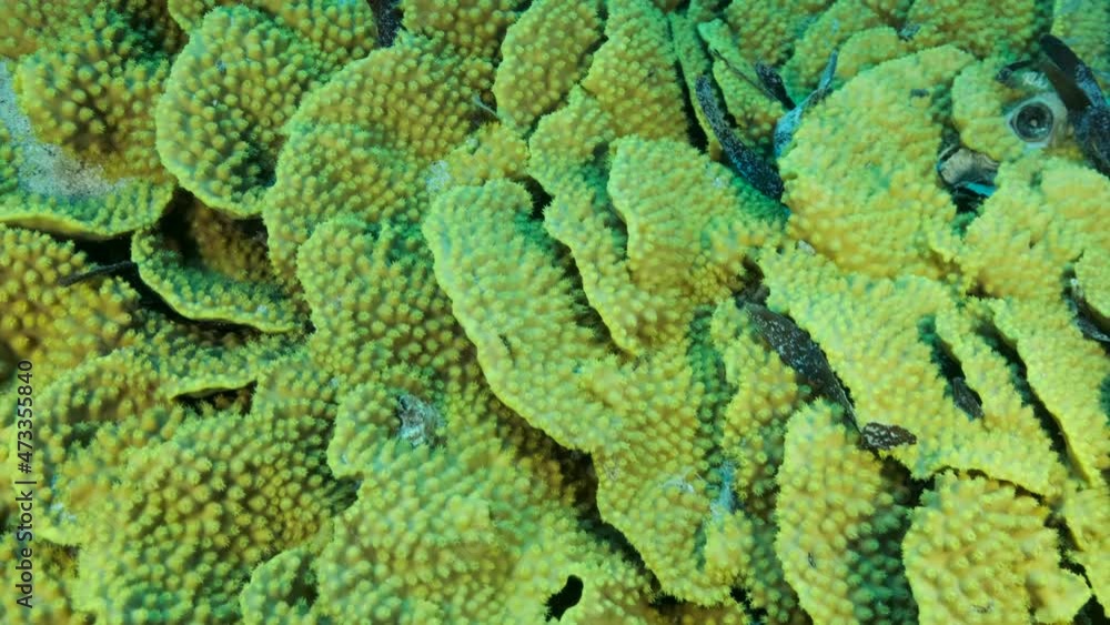 Details of the Lettuce coral or Yellow Scroll Coral (Turbinaria reniformis). Close-up of coral. Camera moving back. 4K-60fps Details of the Lettuce coral or Yellow Scroll Coral (Turbinaria reniformis). Close-up of coral. Camera moving back. 4K-60fps