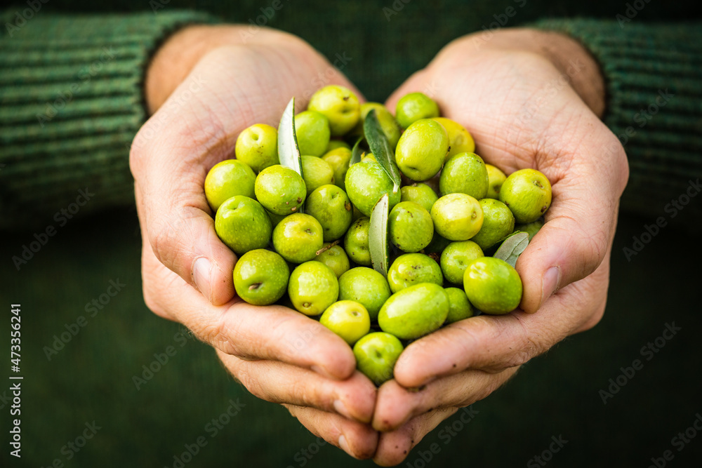 Extra virgin olive oil harvest and production in south italy, apulia Extra virgin olive oil harvest and production in south italy, apulia