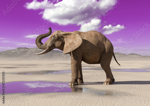 african elephant is doing a trumpet pose on desert after rain side view