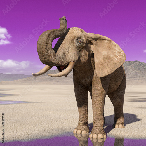 african elephant is doing a trumpet pose on desert after rain