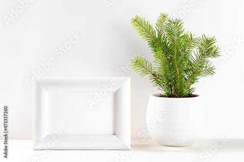 Christmas minimal image with small Xmas tree in flowerpot and white frame on white. Copy space.