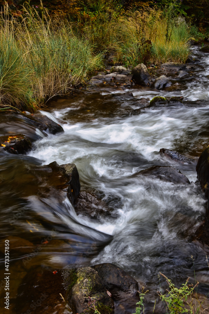 Fototapeta premium mountain river in the forest