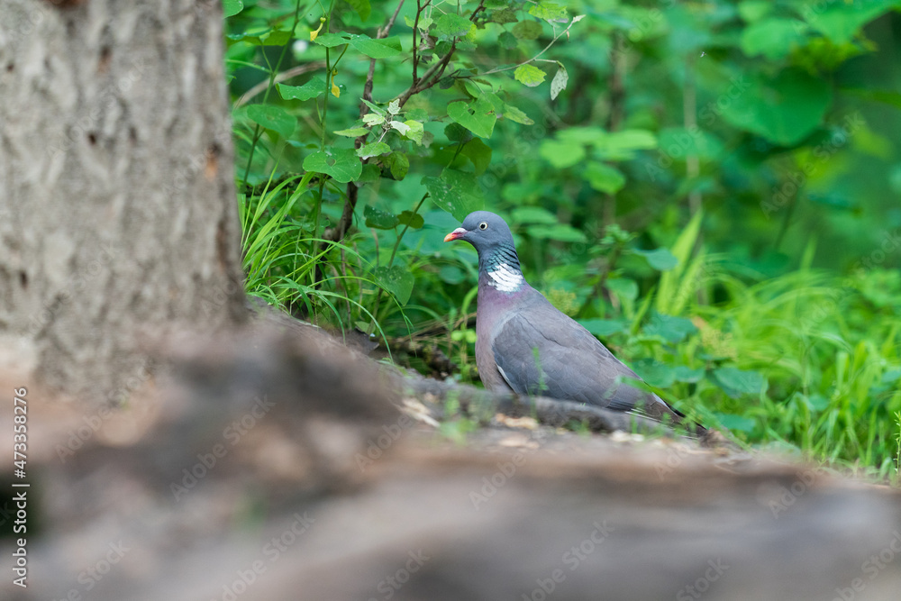 The common wood pigeon (Columba palumbus)
The common wood pigeon (Columba palumbus)