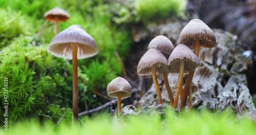 Wild mushroom in the forest growing during the fall in France photo