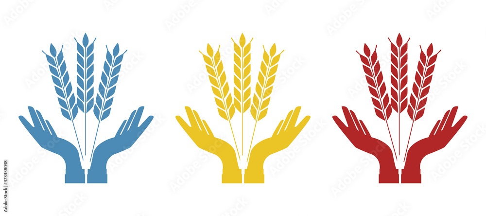 Fototapeta premium image of hands and ears of wheat, symbol of fertility, vector illustration
