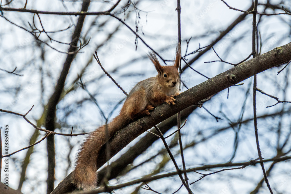 Curious little red squirrel on the tree branch in the autumn park Curious little red squirrel on the tree branch in the autumn park