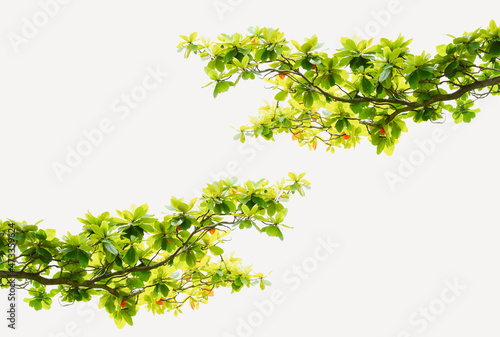 Green leaves branch isolated on white background