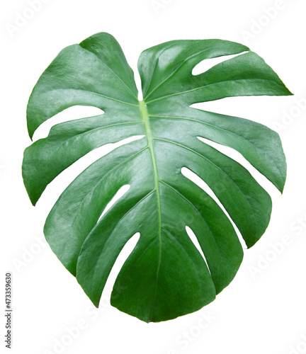 Monstera leaf isolated on white background. Swiss Cheese Plant isolated.