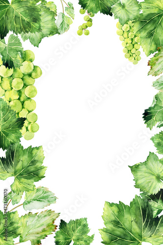Watercolor frame with grape brushes  branches and leaves of various grape varieties