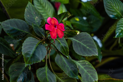 Piękny czerwony tropikalny kwiat, egzotyczne roślinne tło.