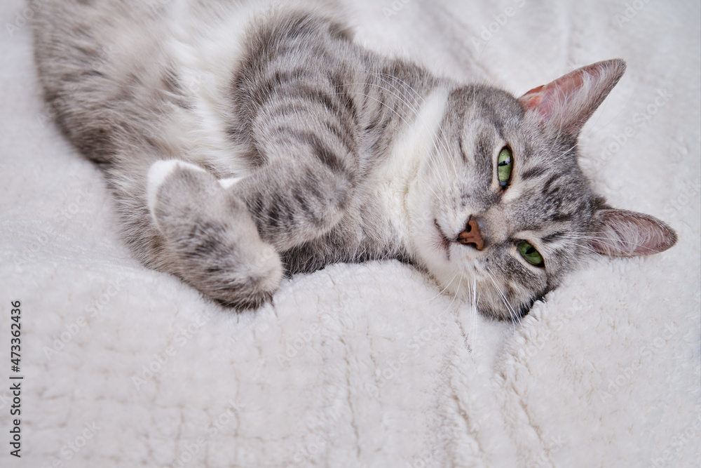 A grey cat is lying on a white blanket on its back with its belly up. A pet is resting on a warm bedspread