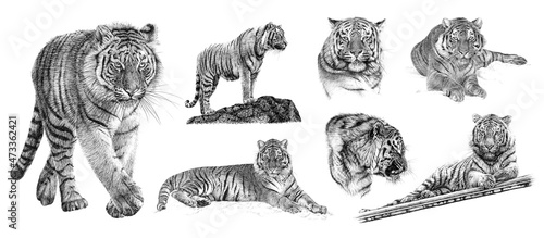 Hand drawn seven tiger, sketch graphics monochrome illustration on white background