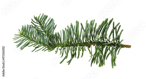 Green branch of nobilis fir isolated. Christmas decoration.