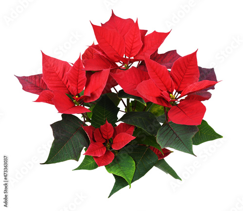 Christmas poinsettia shrub ...