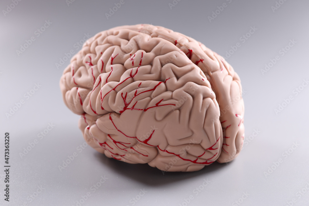 Artificial plastic model of human brain on gray background Artificial plastic model of human brain on gray background