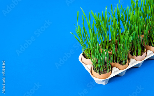 Growing young greens in eggshells. Easter decoration. Eco-friendly cultivation of seedlings on a blue background. Copy space