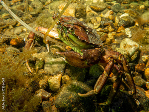 A close-up picture of a crab among seaweeds. Picture from The Sound, between Sweden and Denmark
