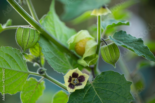 Physalis on a plant with flowers photo