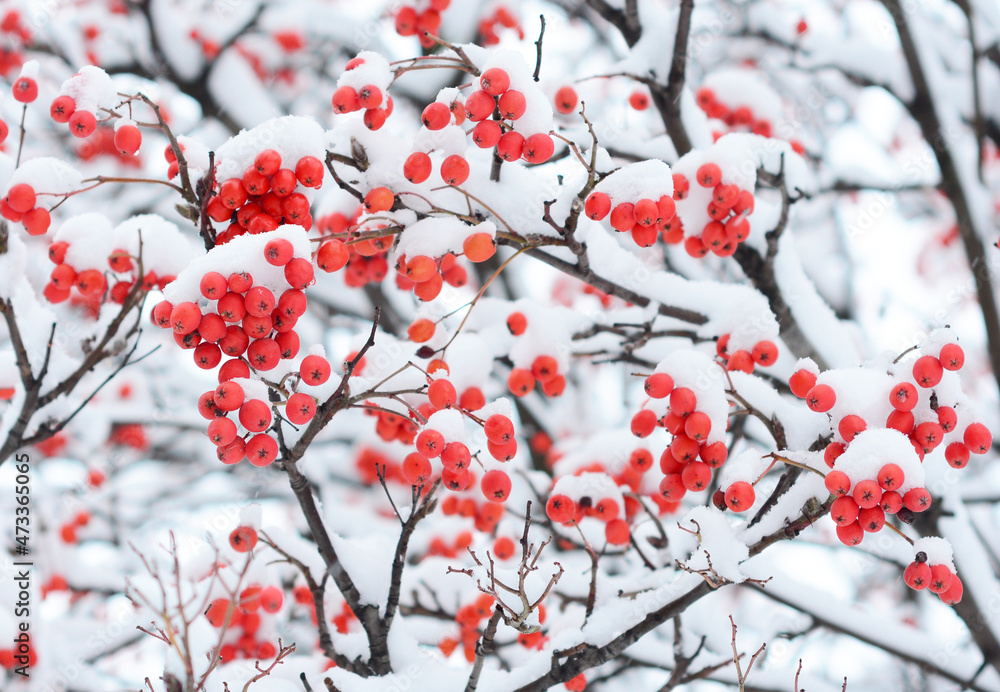 Winter background with red Rowan berries and snow. Branches of a Rowan tree with red fruits covered with snow. Winter background with red Rowan berries and snow. Branches of a Rowan tree with red fruits covered with snow.