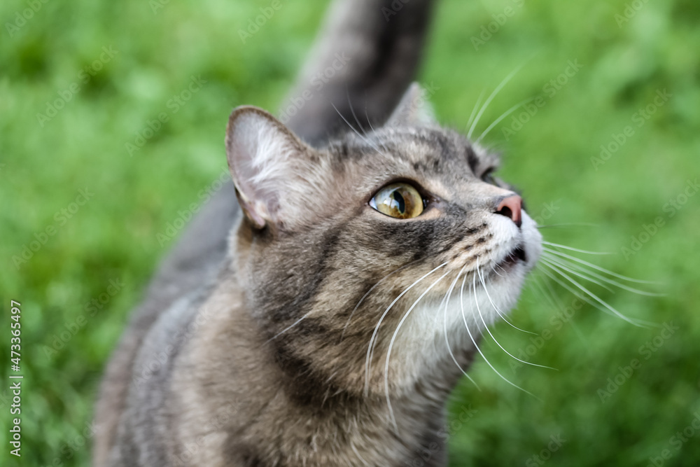 Fototapeta premium A funny gray tabby cat with eyes of different colors is sitting on the grass.