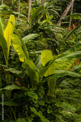 Zbliżenie na zielone tropikalne liście, piękne roślinne tło. © insomniafoto