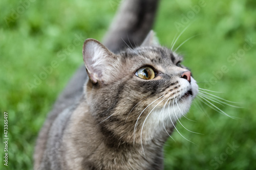 A funny gray tabby cat with eyes of different colors is sitting on the grass.