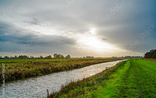 Marshland in a new created nature reserve near Utrecht and Hilversum  Netherlands 