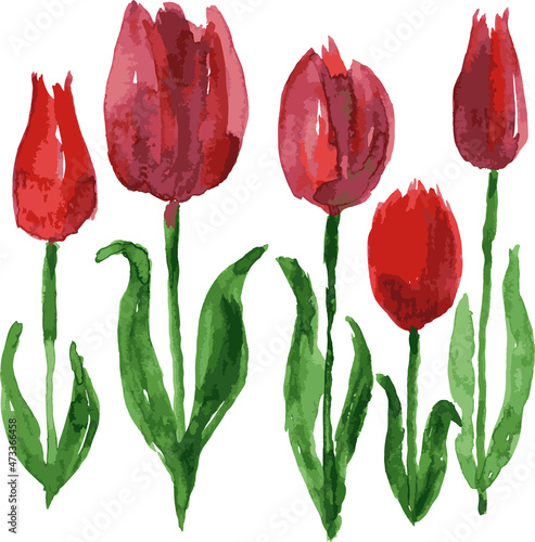 Watercolor vector drawing of blooming red tulips