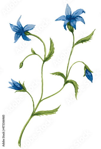 Watercolor vector drawing of delicate wild bellflower